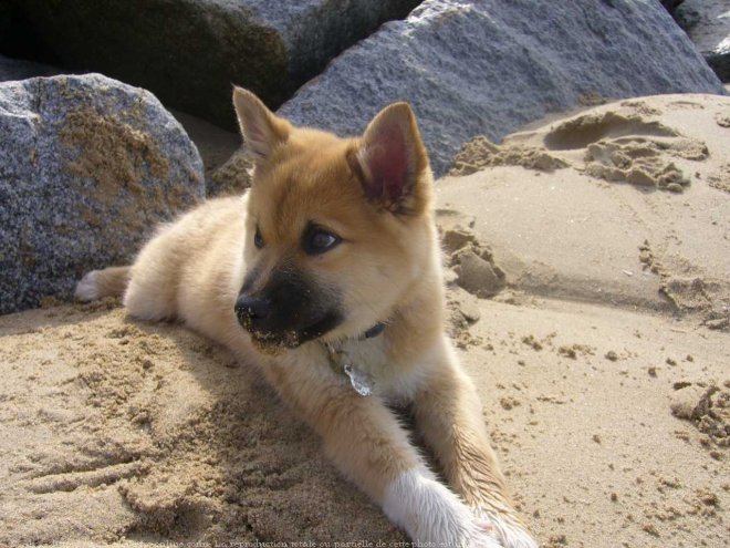 Photo de Chien de berger islandais