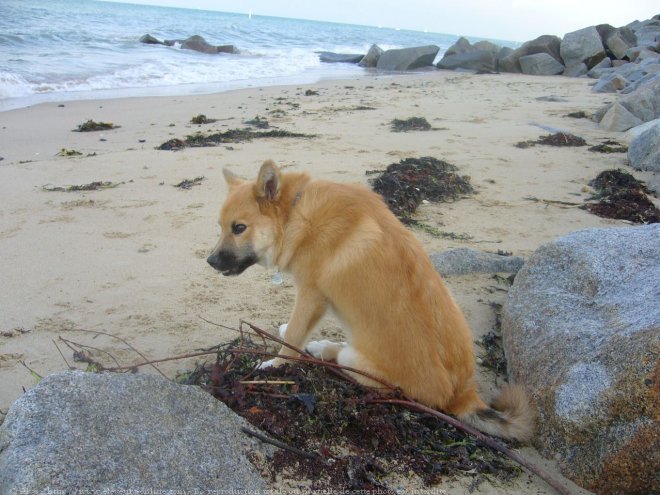 Photo de Chien de berger islandais