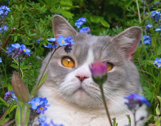 Photo de British shorthair