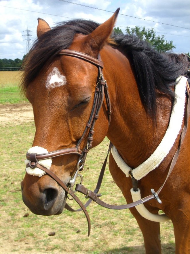 Photo de Poney franais de selle