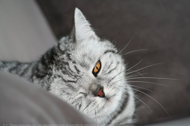 Photo de British shorthair