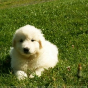 Photo de Chien de montagne des pyrnes