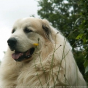 Photo de Chien de montagne des pyrnes