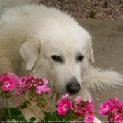 Photo de Chien de montagne des pyrnes