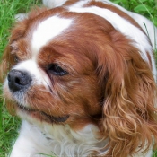 Photo de Cavalier king charles spaniel