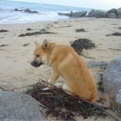 Photo de Chien de berger islandais