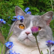 Photo de British shorthair