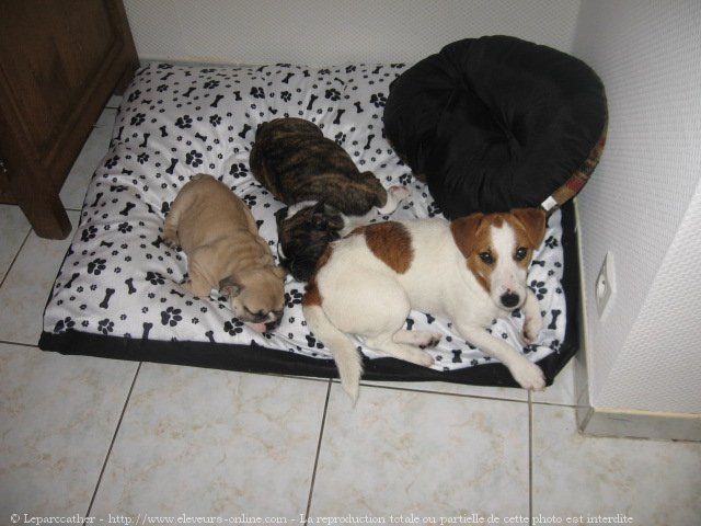 Photo de Jack russell terrier