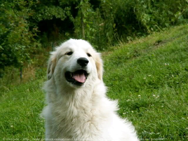 Photo de Chien de montagne des pyrnes