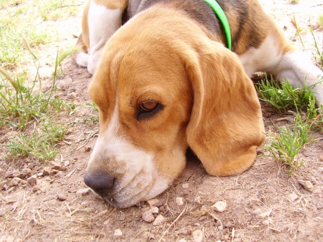 Photo de Beagle