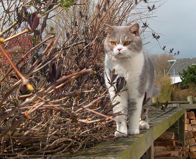 Photo de British shorthair