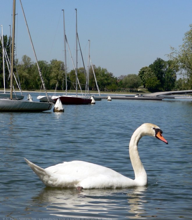 Photo de Cygne