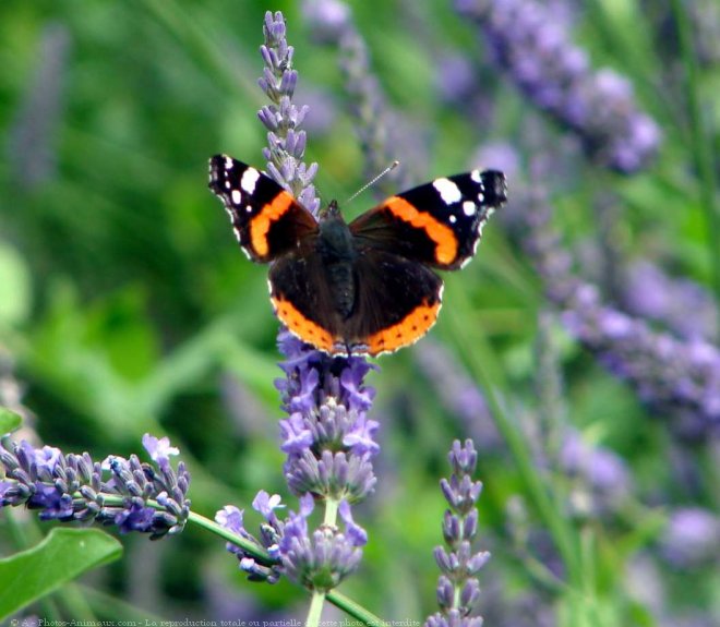 Photo de Papillon