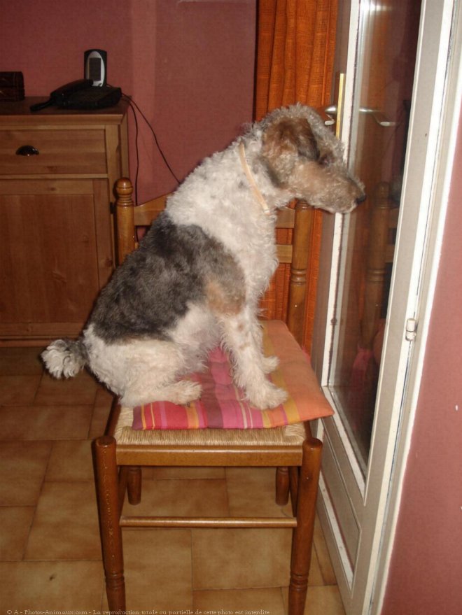 Photo de Fox terrier  poil dur