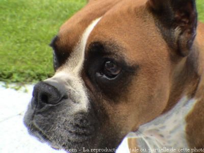 Photo de Boxer