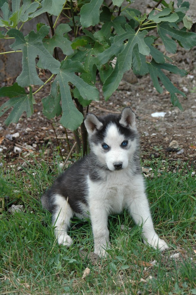 Photo de Husky siberien