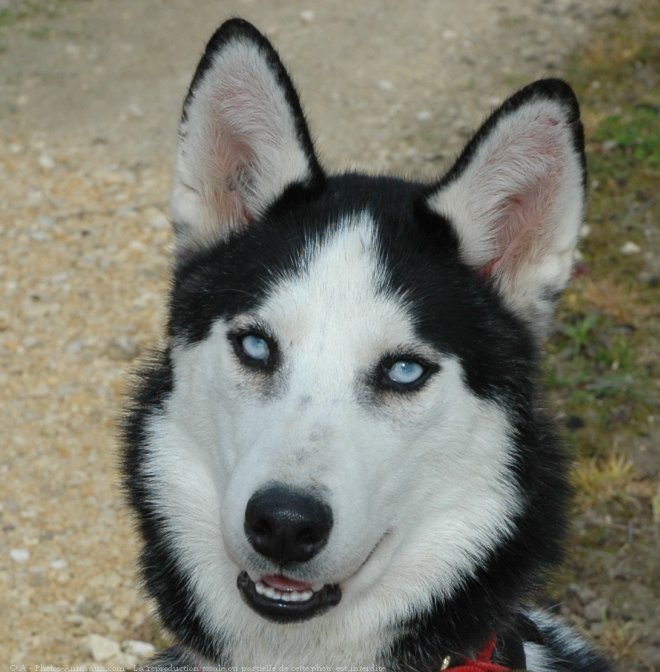 Photo de Husky siberien