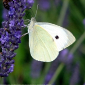 Photo de Papillon