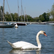 Photo de Cygne