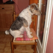 Photo de Fox terrier  poil dur