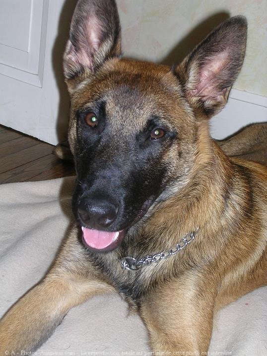 Photo de Berger belge malinois