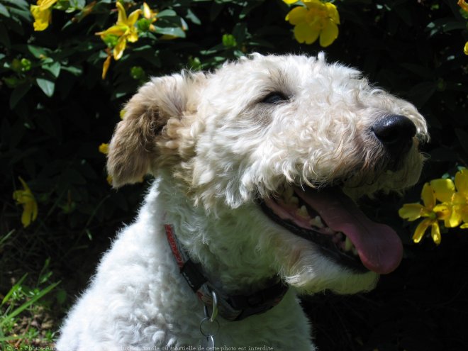 Photo de Fox terrier  poil dur