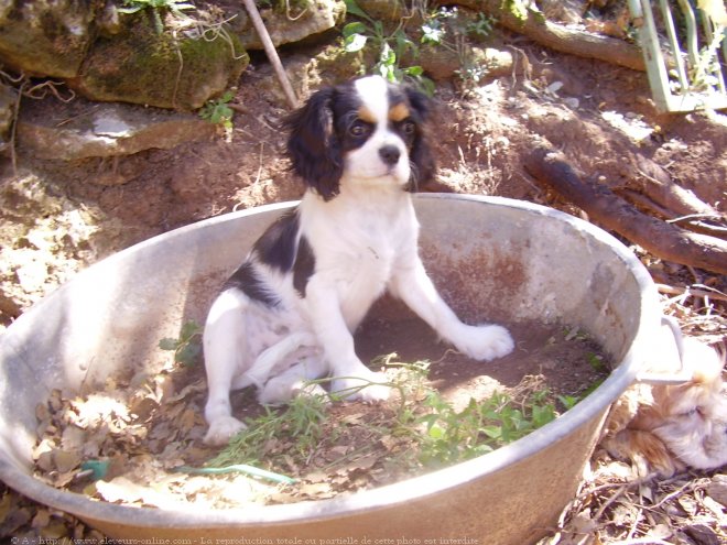 Photo de Cavalier king charles spaniel