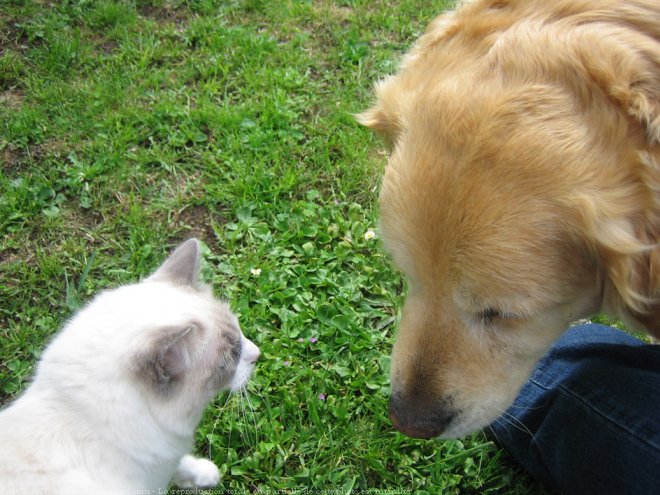 Photo de Golden retriever