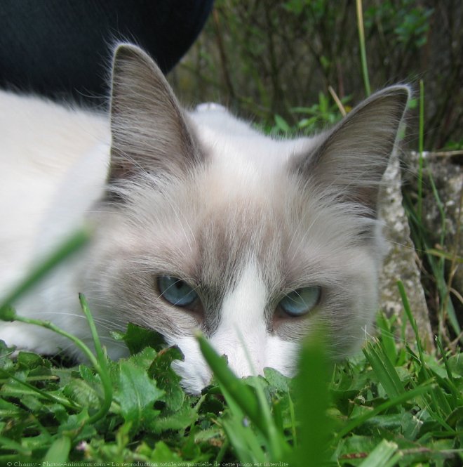 Photo de Ragdoll