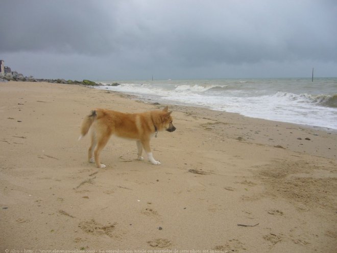 Photo de Chien de berger islandais