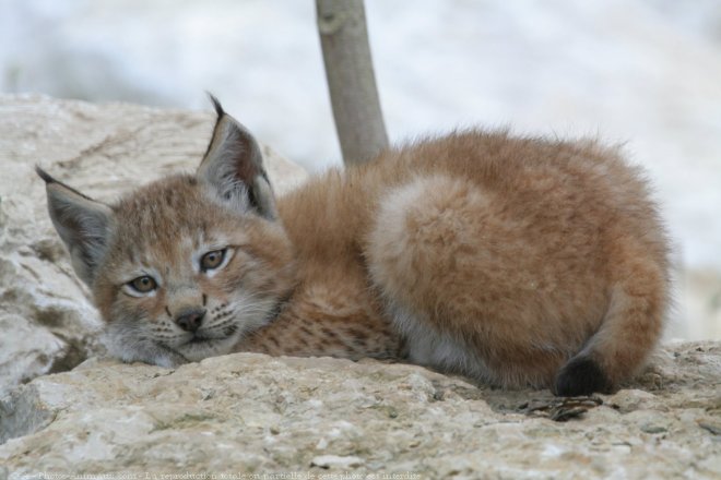 Photo de Lynx