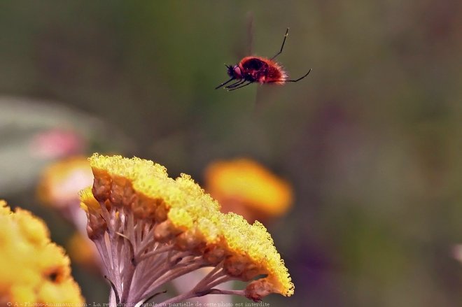 Photo de Mouche