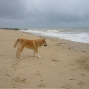 Photo de Chien de berger islandais