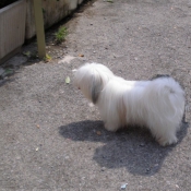 Photo de Coton de tulear