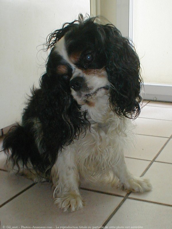 Photo de Cavalier king charles spaniel