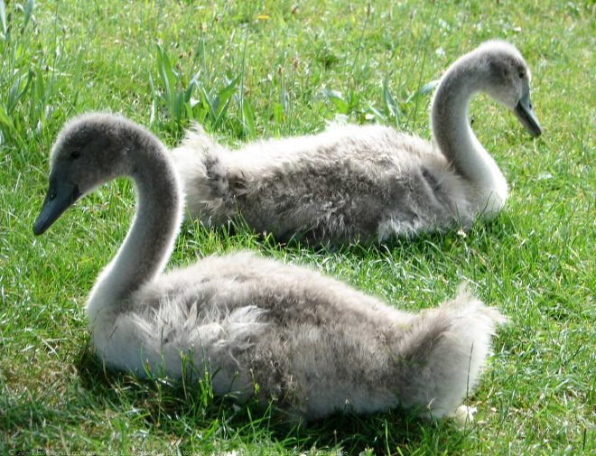 Photo de Cygne