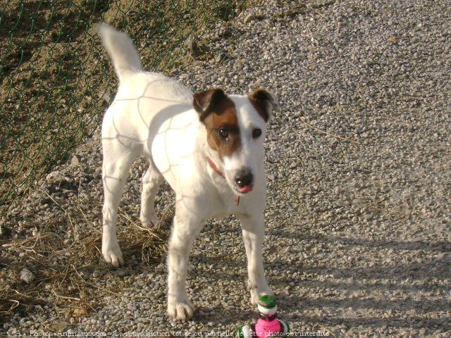 Photo de Jack russell terrier