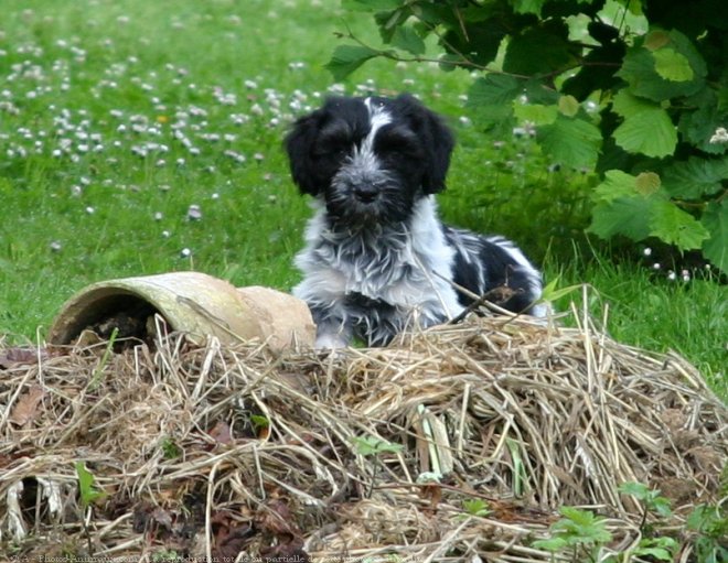 Photo de Schapendoes nrlandais