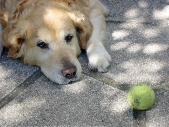 Photo de Golden retriever