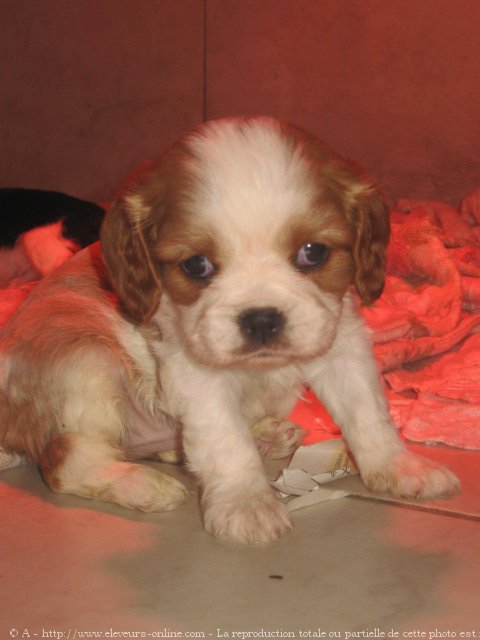 Photo de Cavalier king charles spaniel