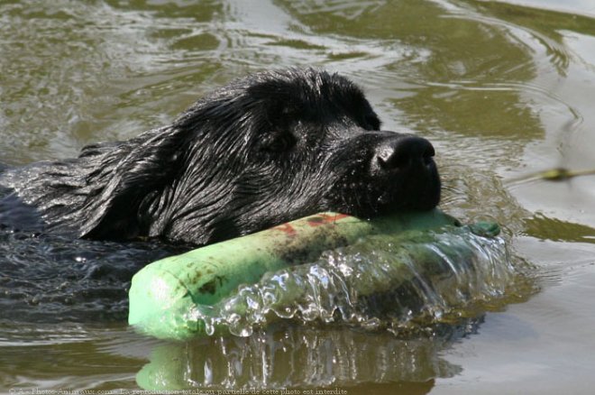 Photo de Chien de terre-neuve