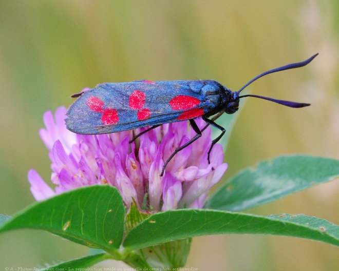 Photo de Papillon