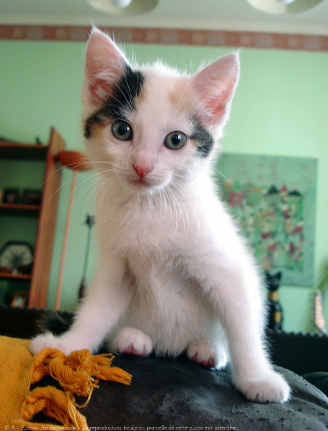 Photo de Chat domestique