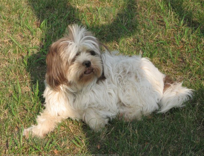 Photo de Lhassa apso