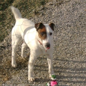 Photo de Jack russell terrier