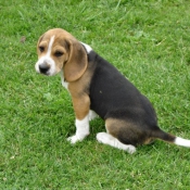 Photo de Beagle