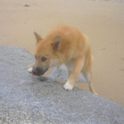 Photo de Chien de berger islandais