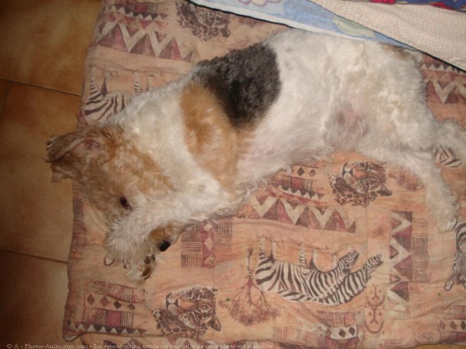 Photo de Fox terrier  poil dur