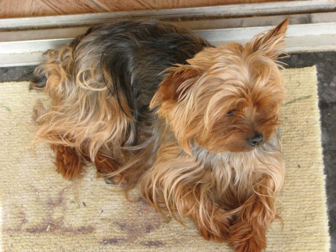 Photo de Yorkshire terrier