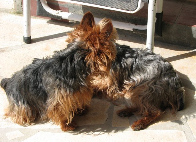 Photo de Yorkshire terrier